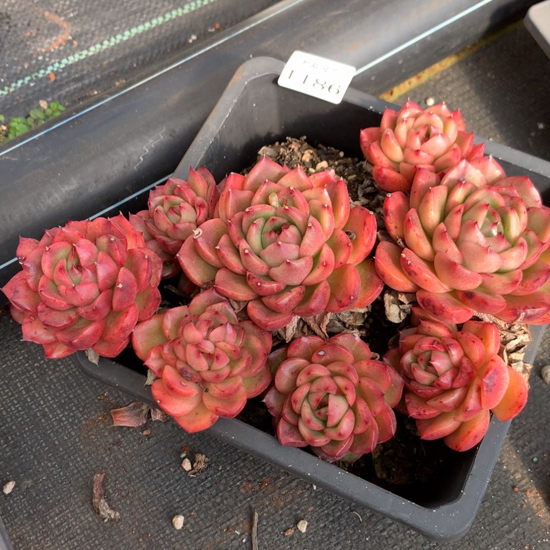 1186新年快乐发发发