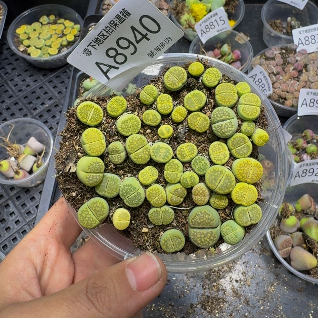 A***e8940––零下地区需拍保温箱