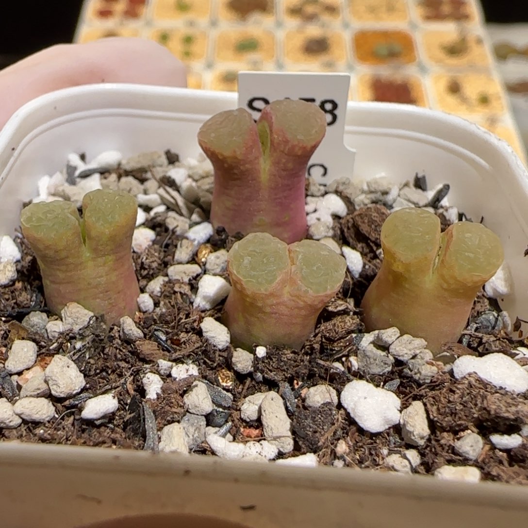 肉锥多肉植物百科30-粉樱一盆1245