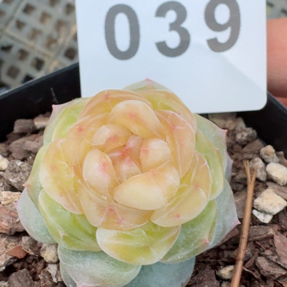 黄桃         精品多肉