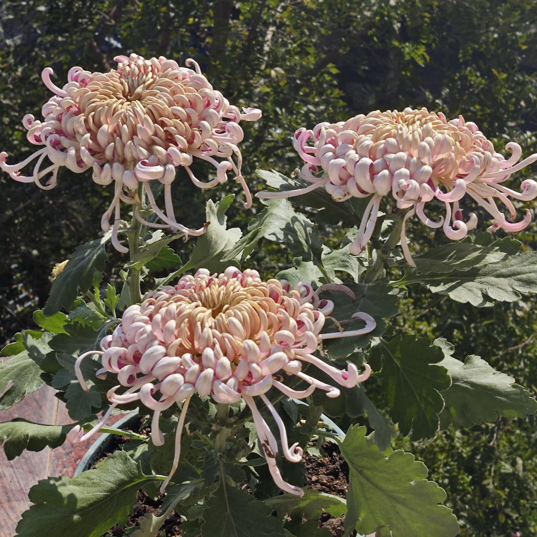 《紫龙卧雪》带花苞耐热耐寒易养活的大花型菊花盆栽