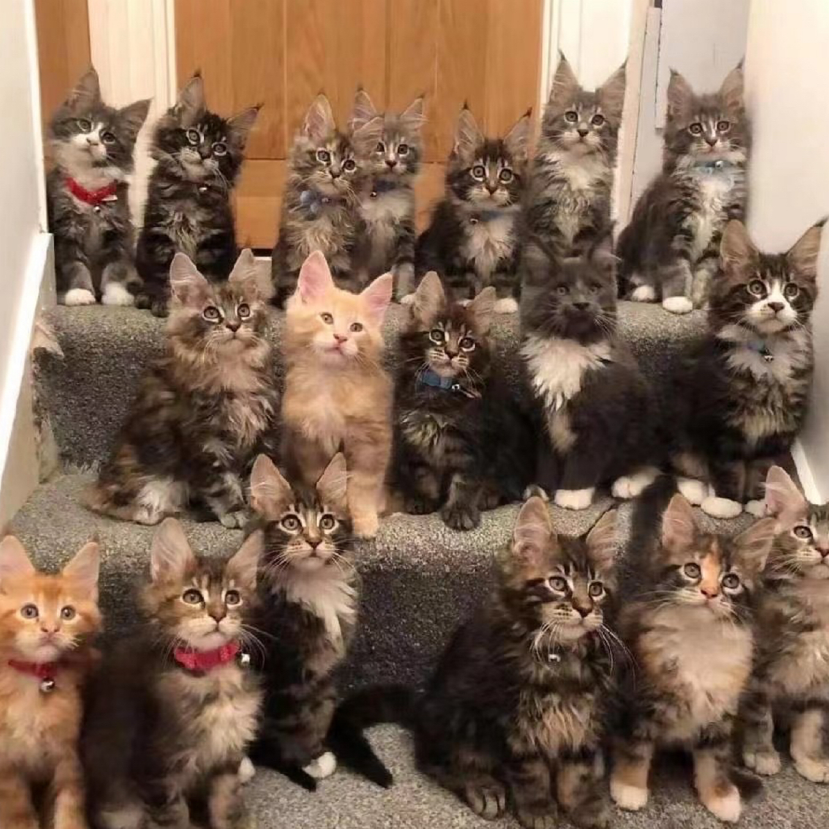 矮脚猫咪活体全款链接
