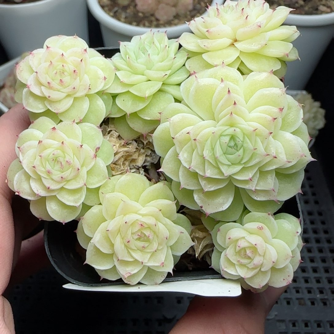 0117-150花朵麦秆