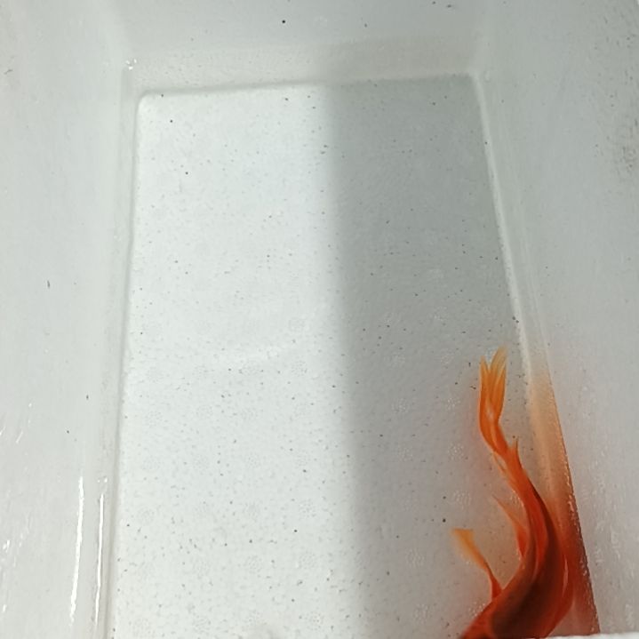 蝴蝶鲤7鱼厂福利一单包邮蝴蝶鲤