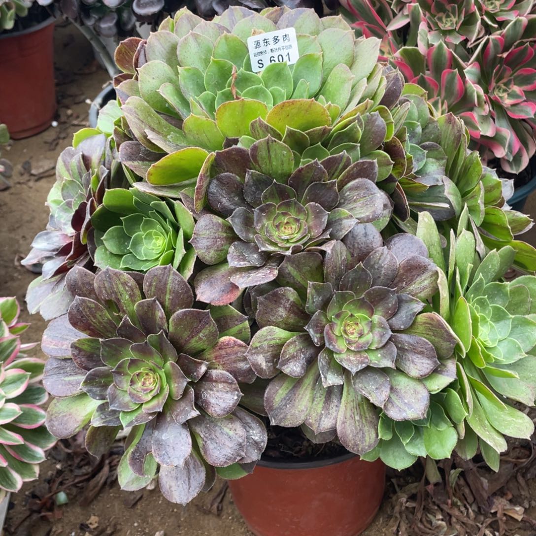 601花月夜多肉法师断枝不包