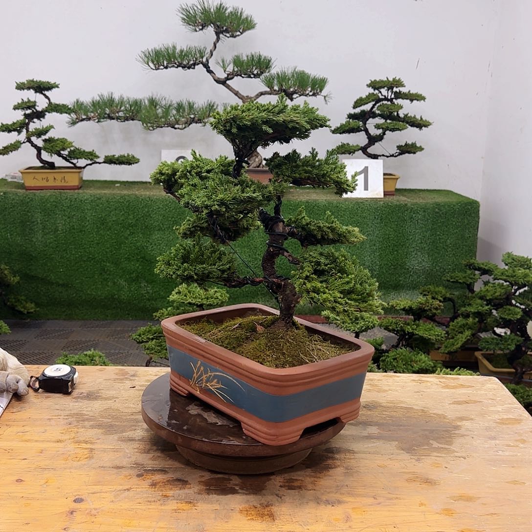 盆景盆景盆景盆景