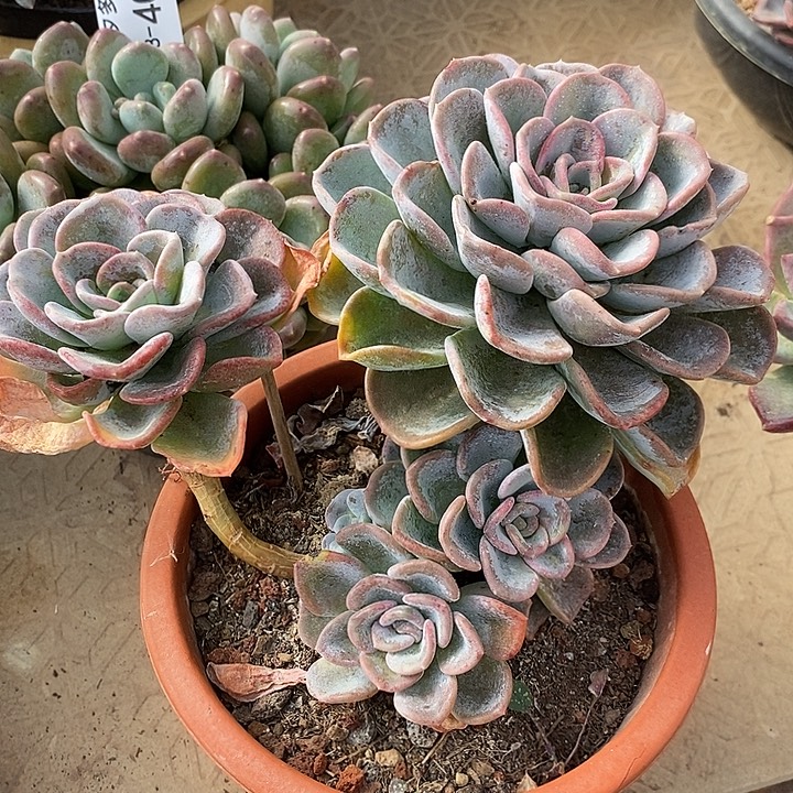 小七夕多肉美尻42特