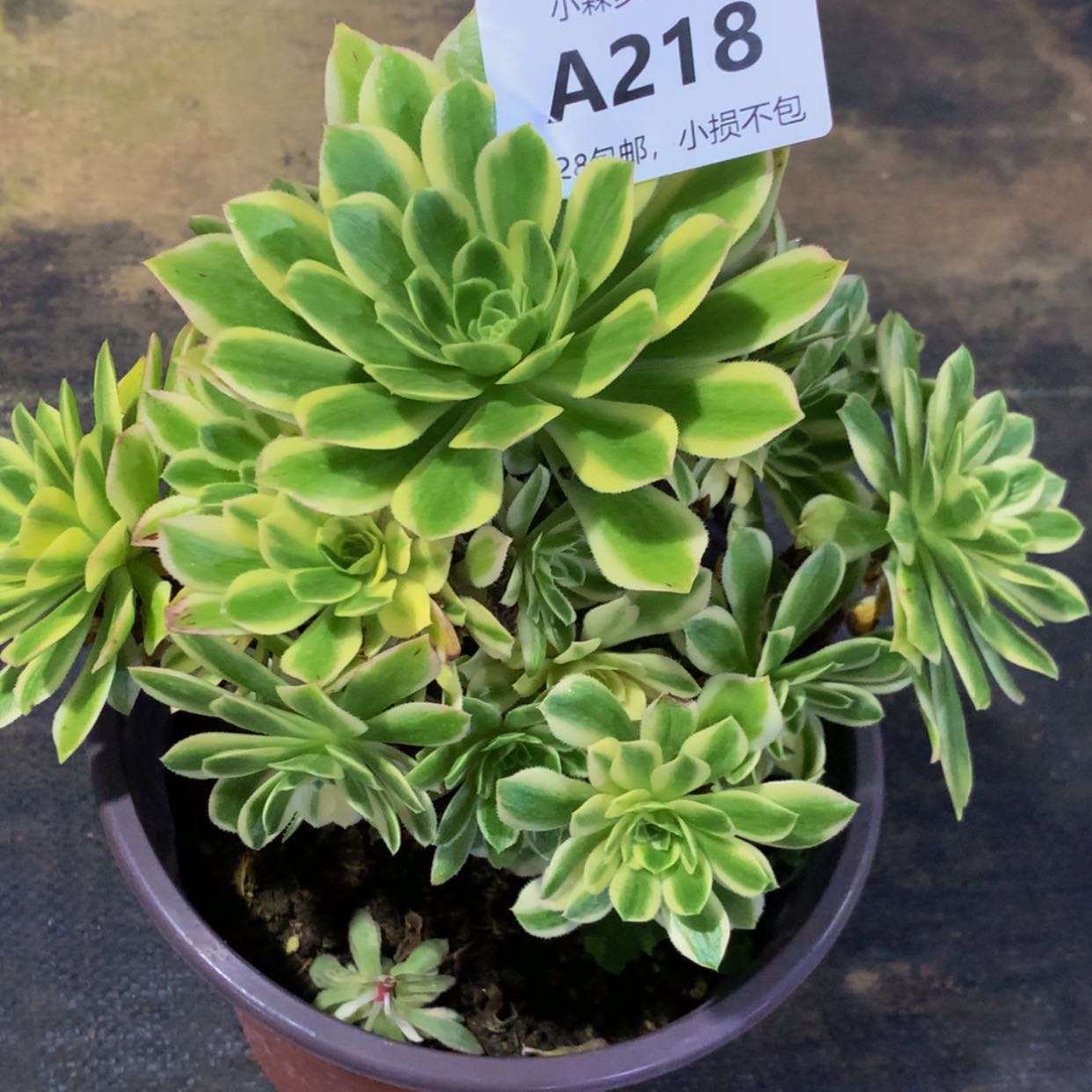 【闪购商品】218颜宁多肉