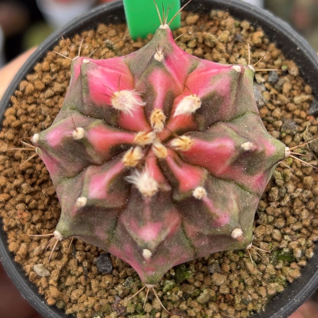 泰系侧芽粉钻A105