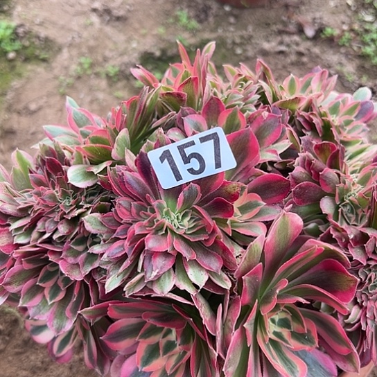 红***莲多肉植物一个女巫157