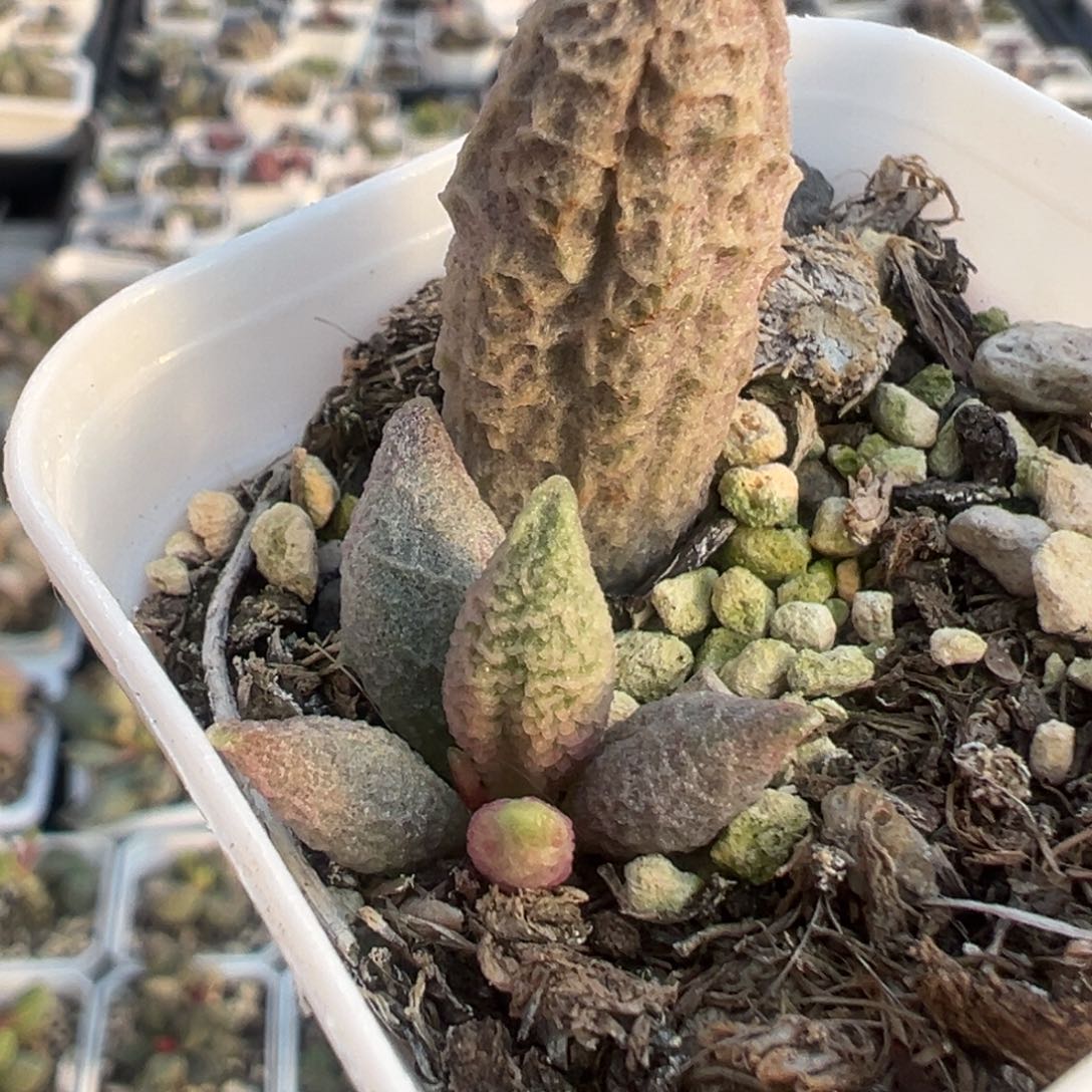 融冰多肉植物水泡12