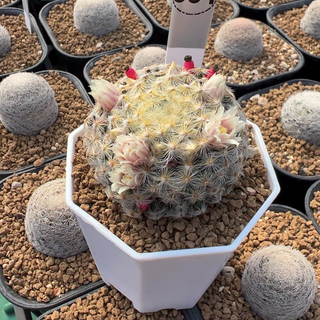 1***1明星多肉植物带盆土584