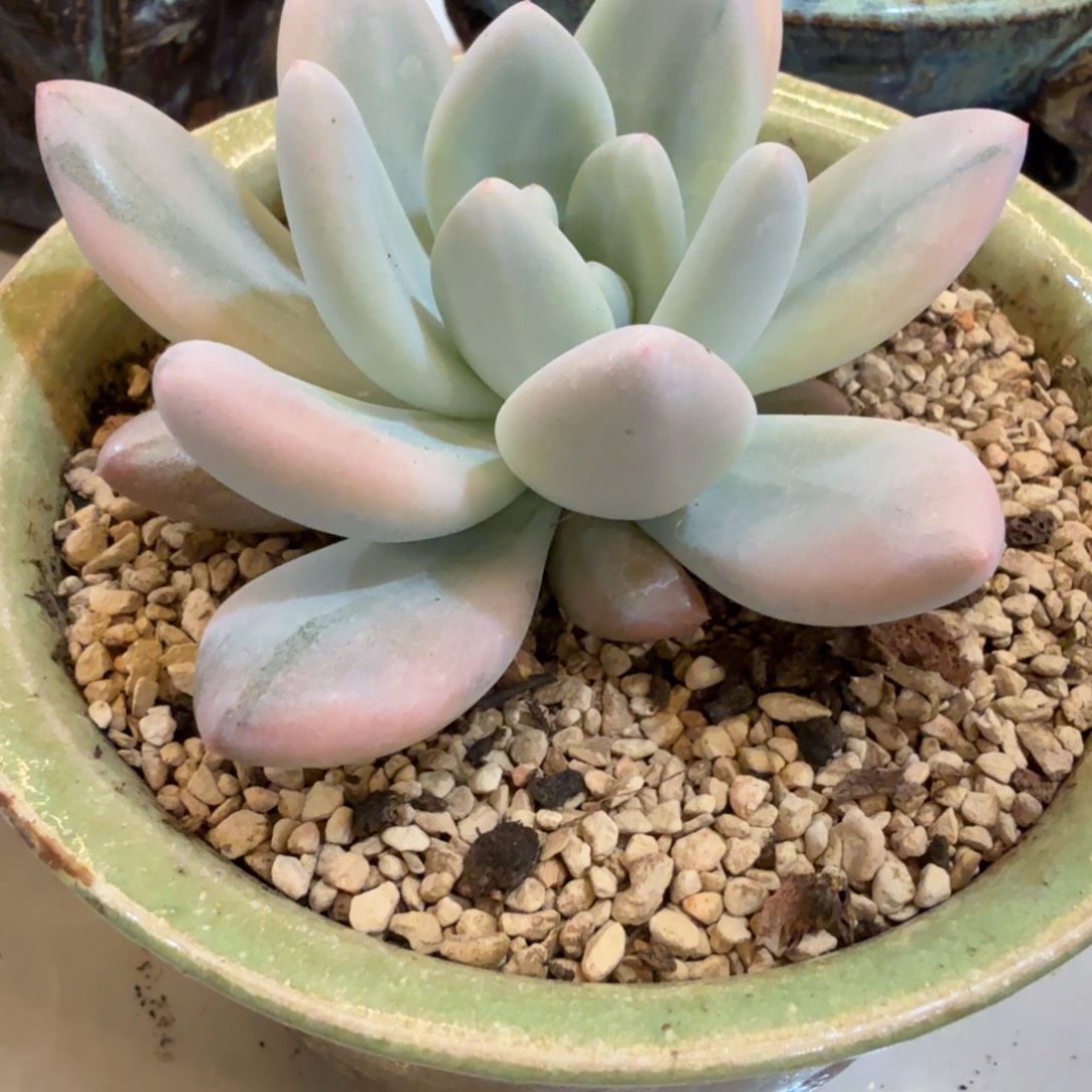 香水 安吉园艺锦锦