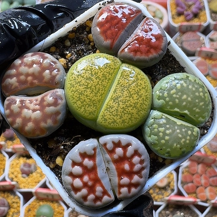 生石花11111。  大的。   268