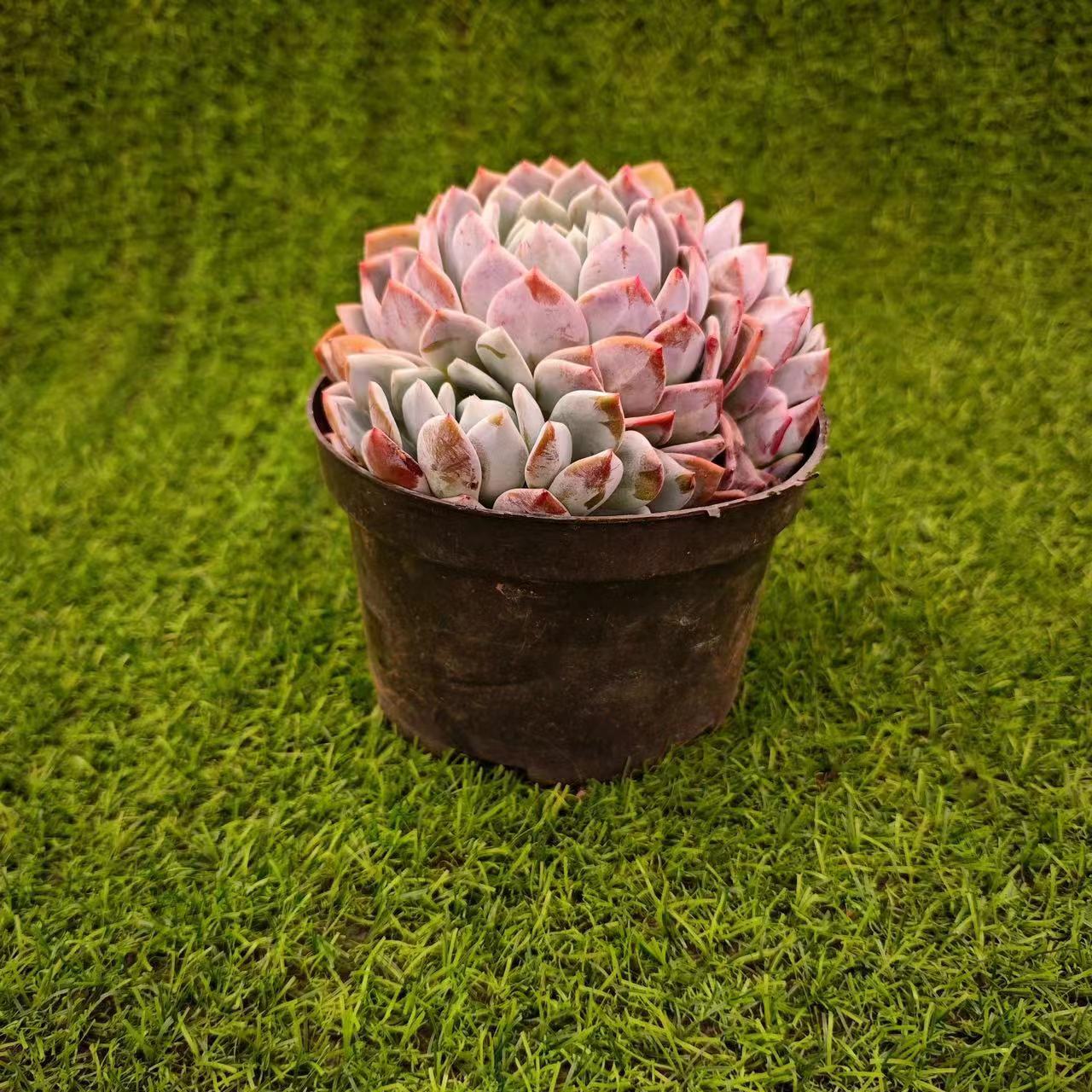 橙梦露多肉 新手必拍  好看好养  云南昆明发货