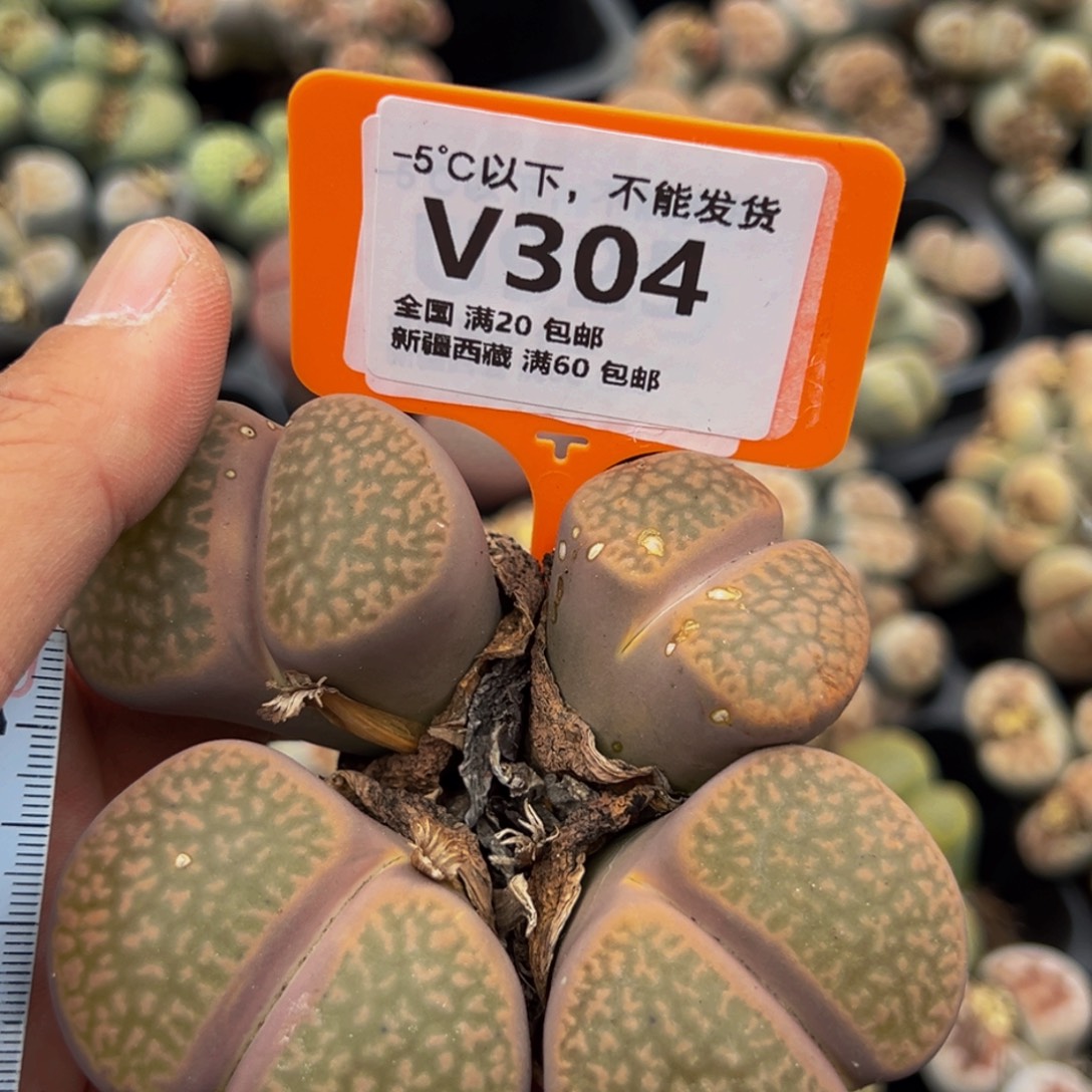 304 一物一拍，默认有伤，介意勿拍，不退不换