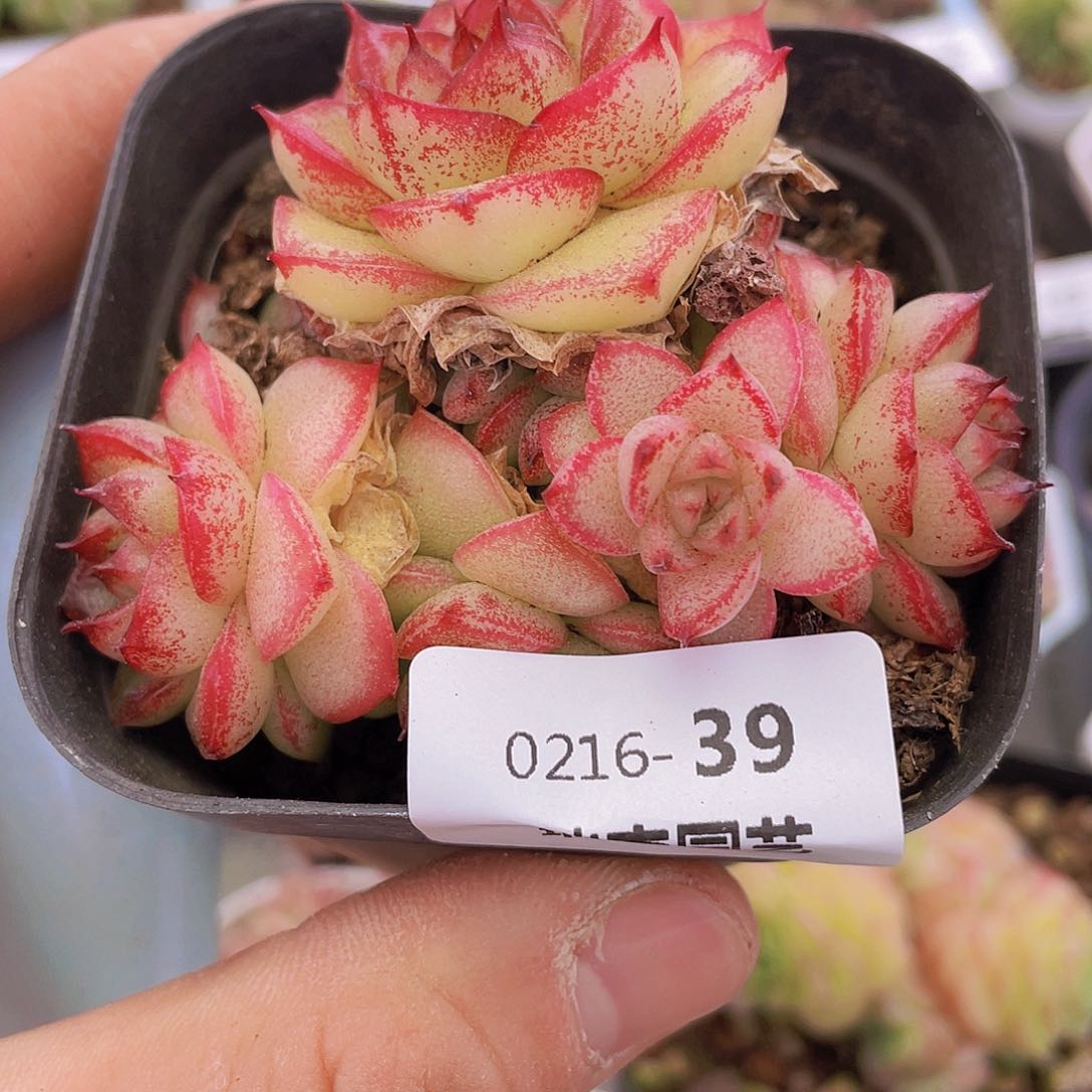 0000000000039一物一拍