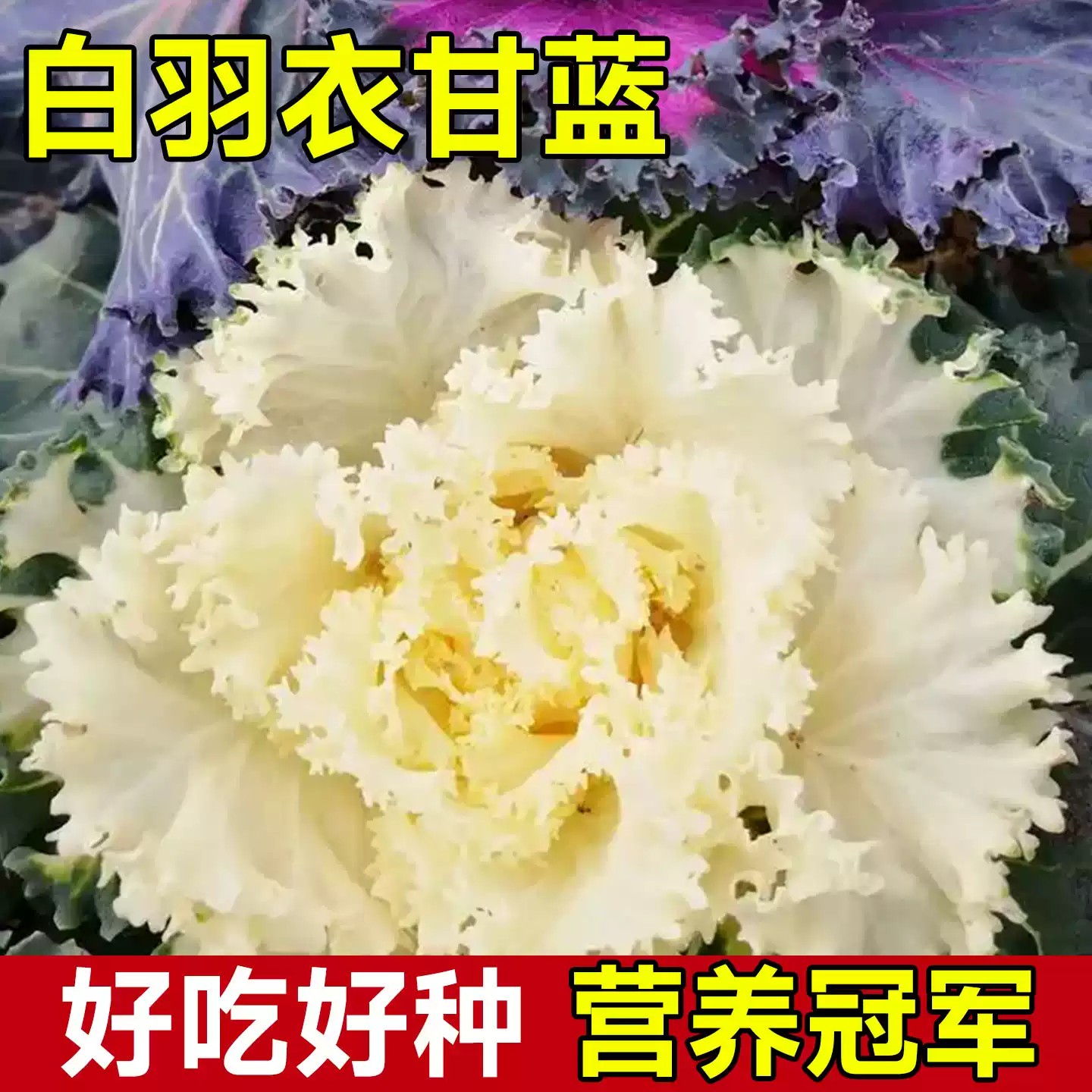 【全店满5包包邮】白色羽衣甘蓝种子紫羽衣甘蓝种混色羽衣甘蓝观