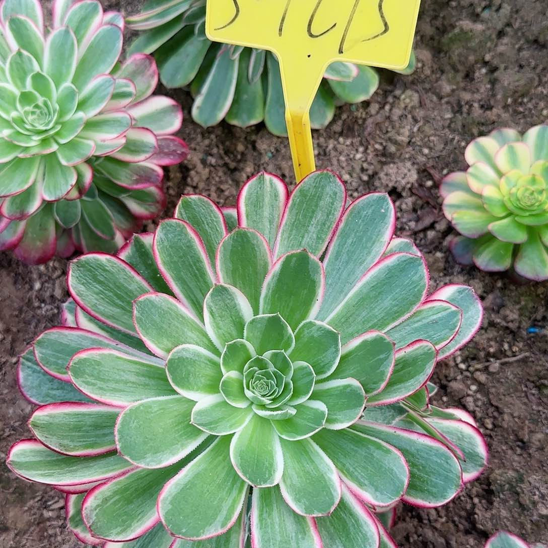 3-1273+-+多头多肉植物孔雀翎