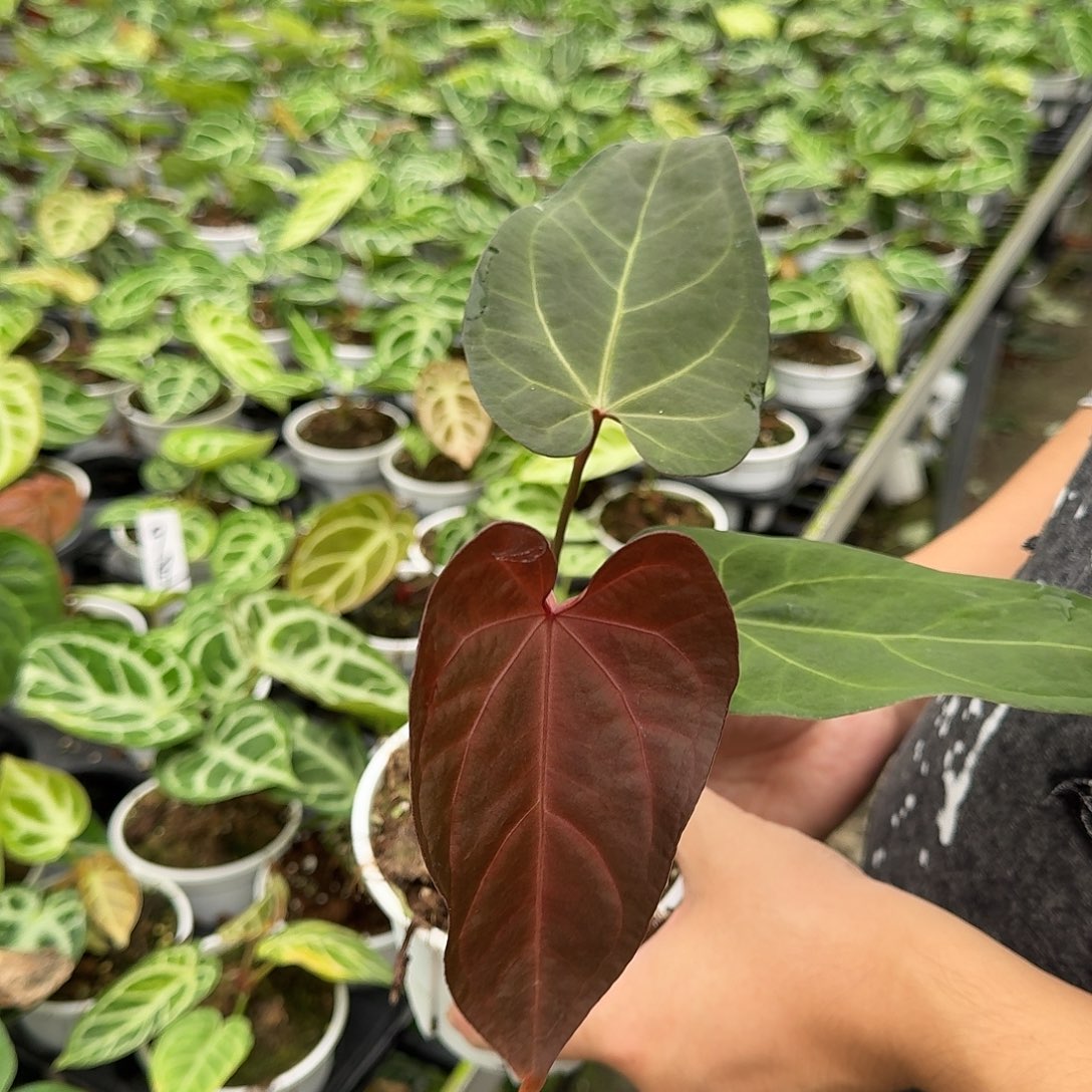 不开花植物一物一拍A132