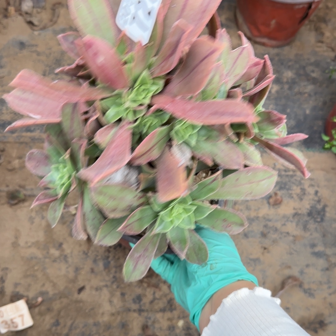 红叶727满20包邮断枝不包