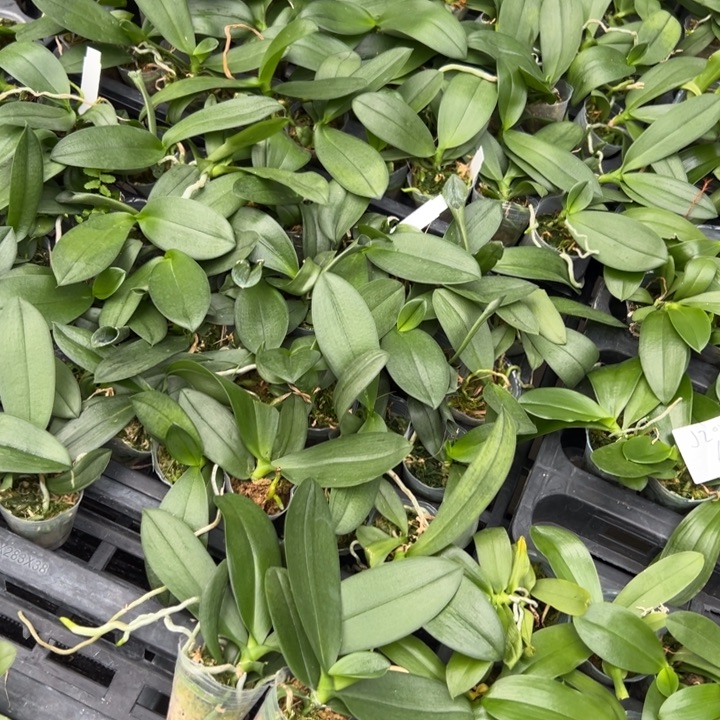 不开花植物七仙女1.7