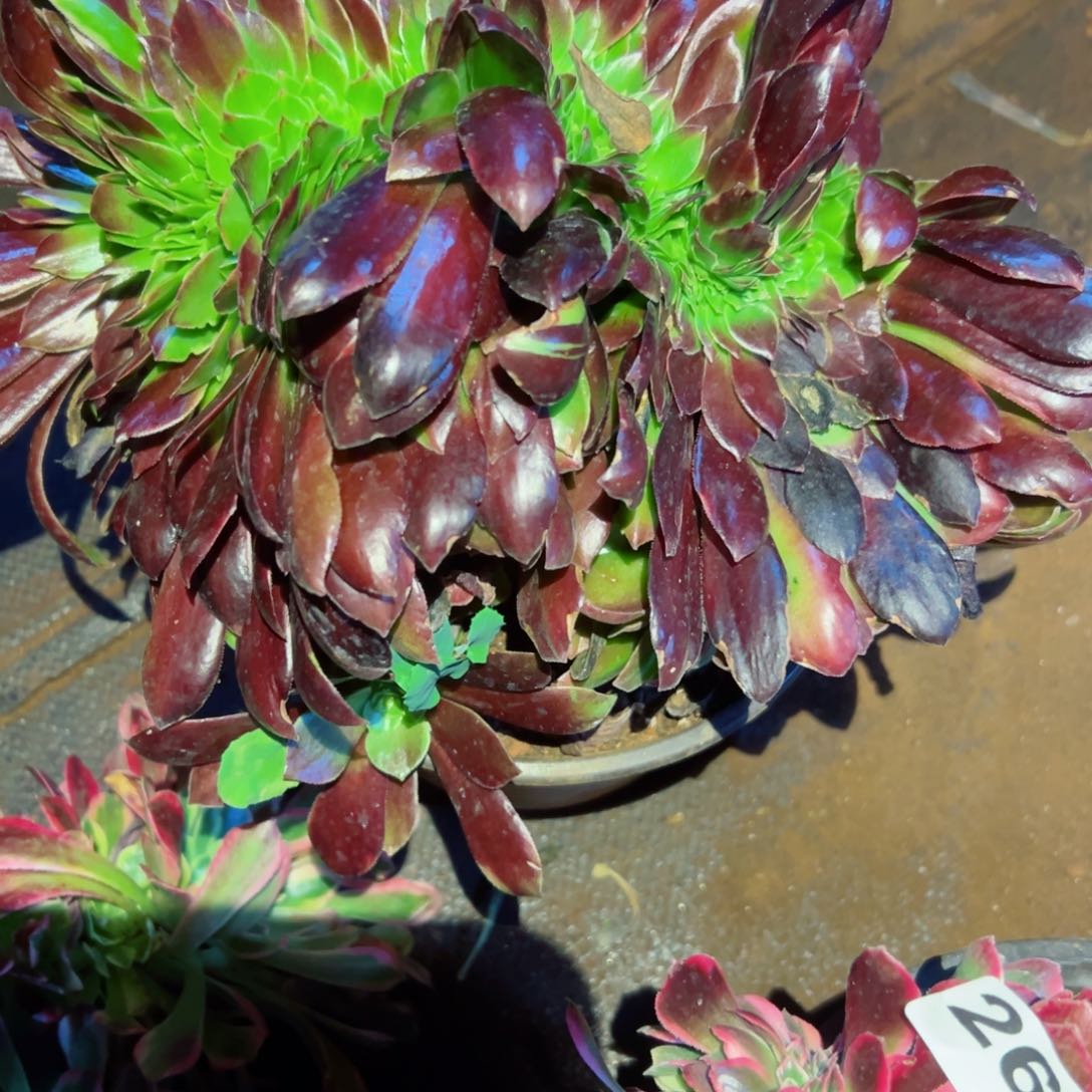 265 号多肉植物新年特价福利