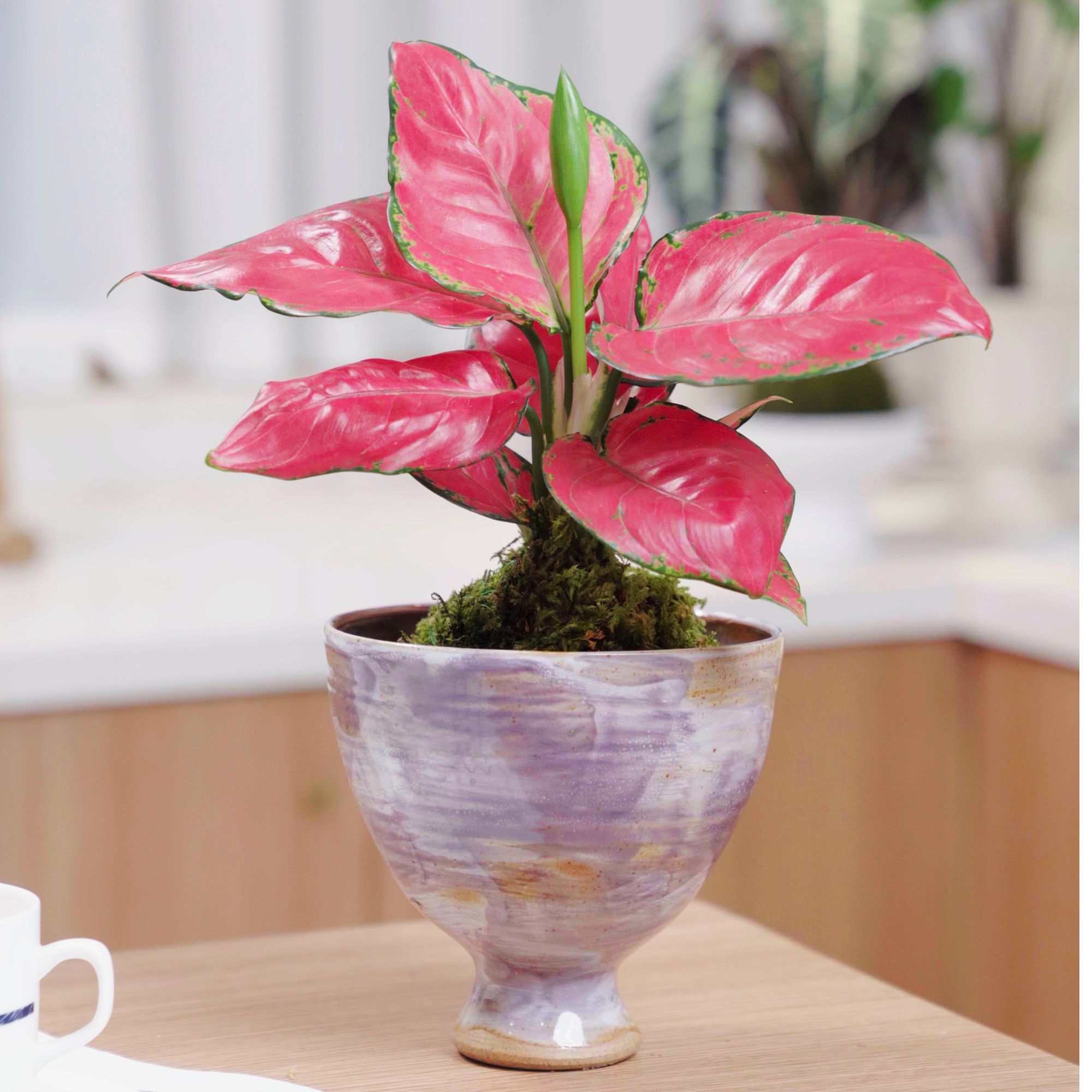 【吉利红】苔藓球植物不含盆器体量一样大