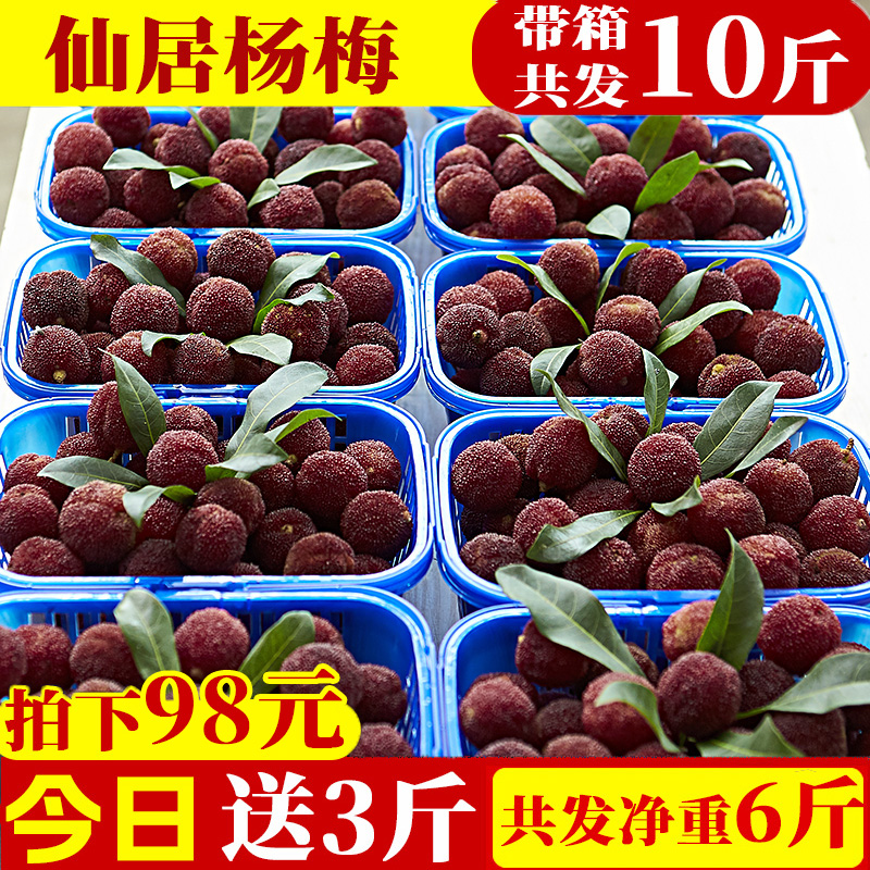 【现货现摘】仙居杨梅浙江东魁杨梅新鲜水果原产地台州顺丰速运礼盒浙江省