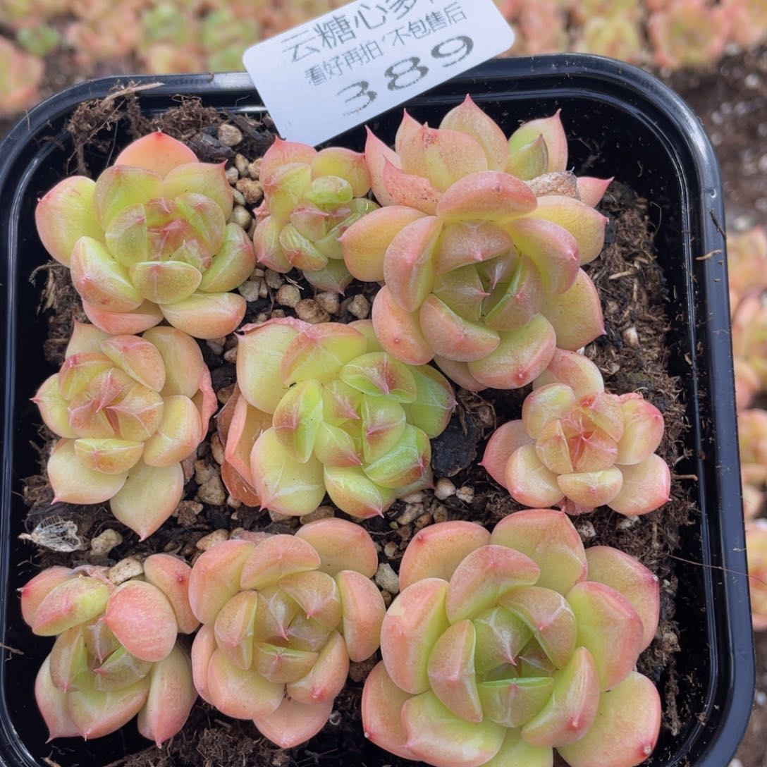 云糖心多肉植物389