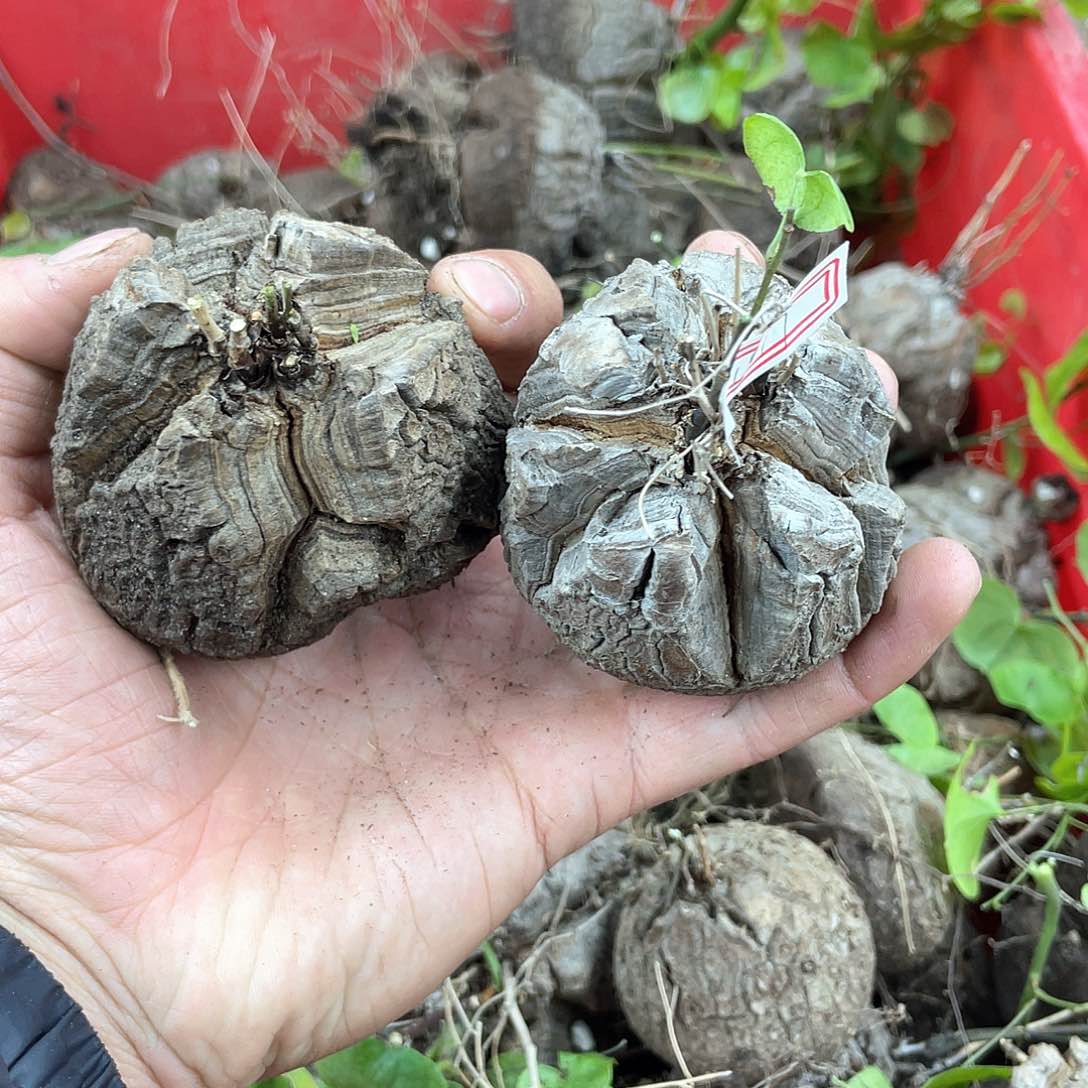 龟甲龙一物一拍1517号2颗