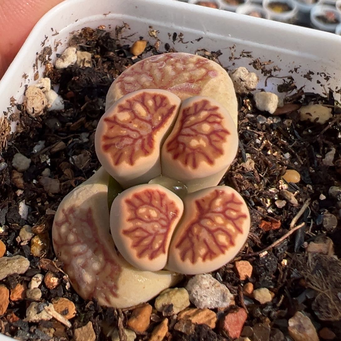 952多肉植物种类