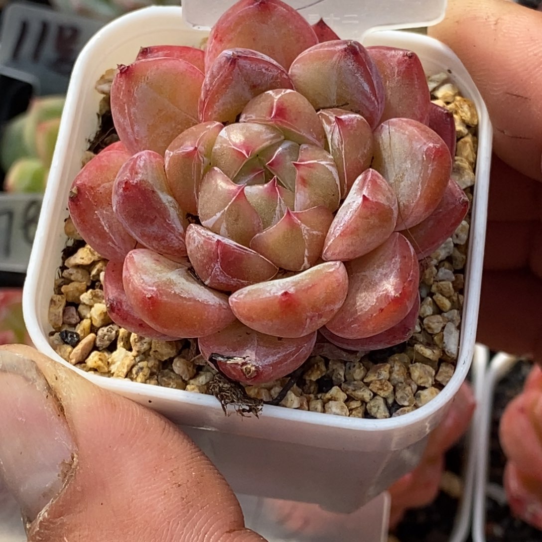 天官赐福百无禁忌