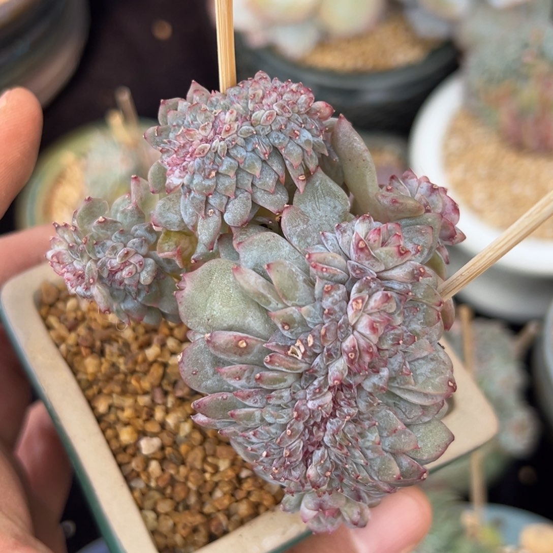  ， 新年快乐新年快乐