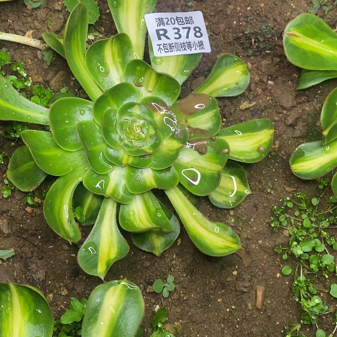 378暴君多肉法师锦叶片收到软榻