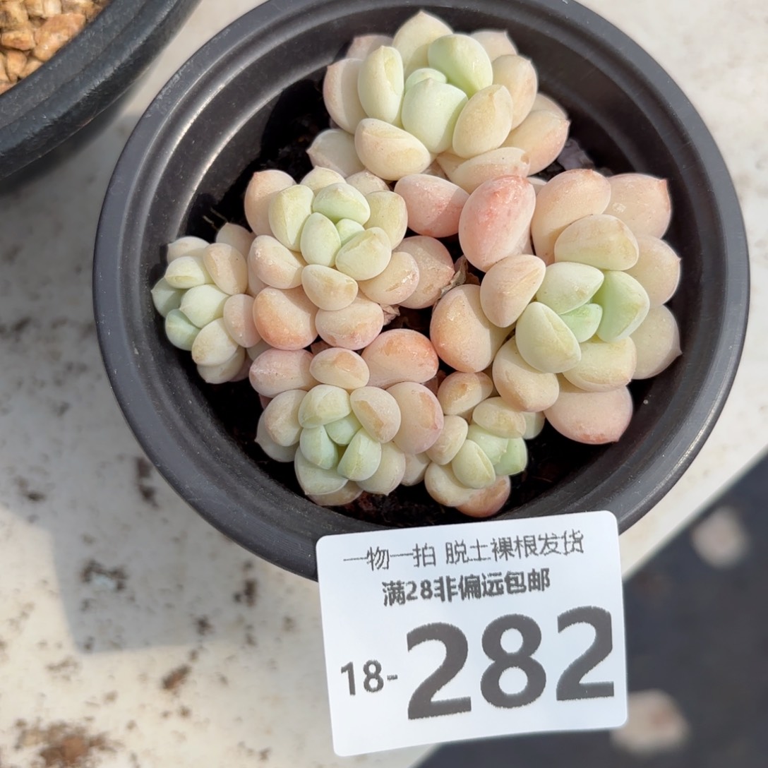 玉如意老桩多肉多肉