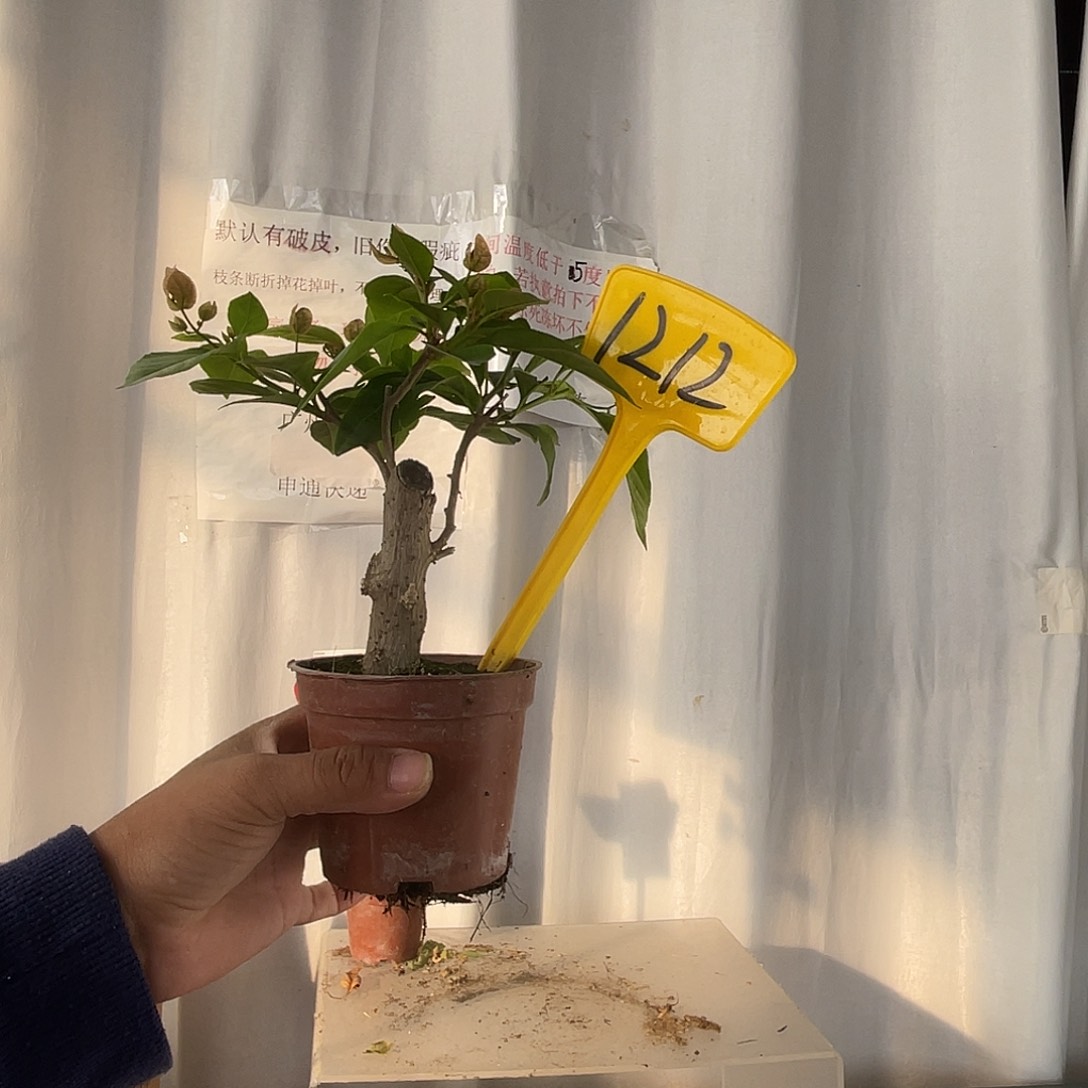 当前无花栽培后可以开花1212掌中宝橙粉公主