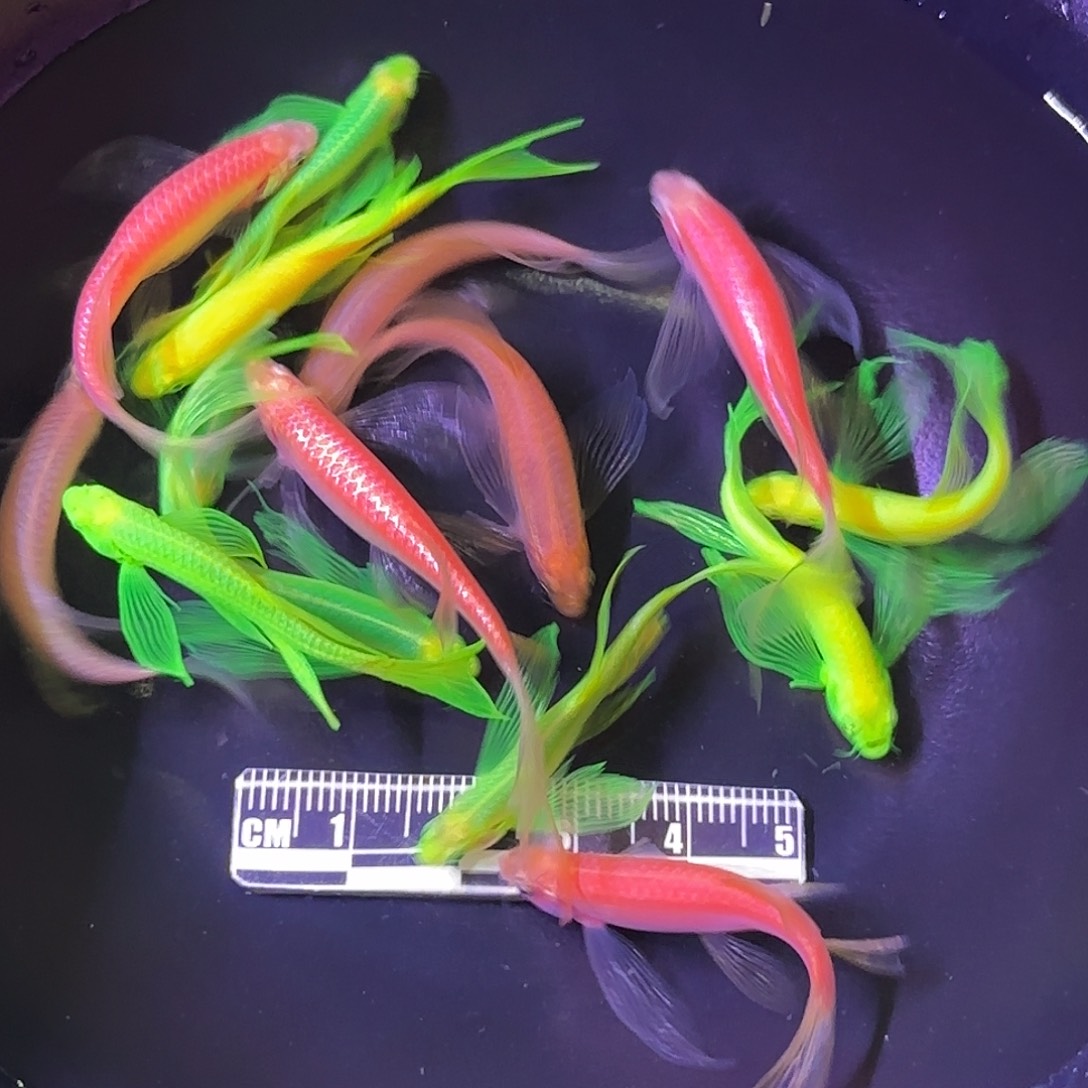 斑马鱼蝶翼斑马瑕疵鱼15条