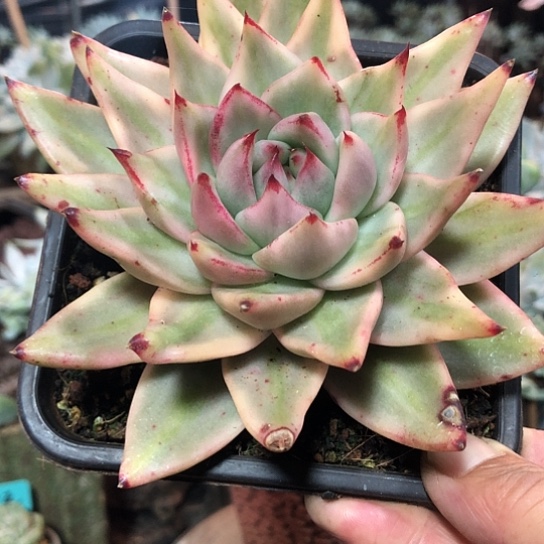 开心精品多肉福利大放送