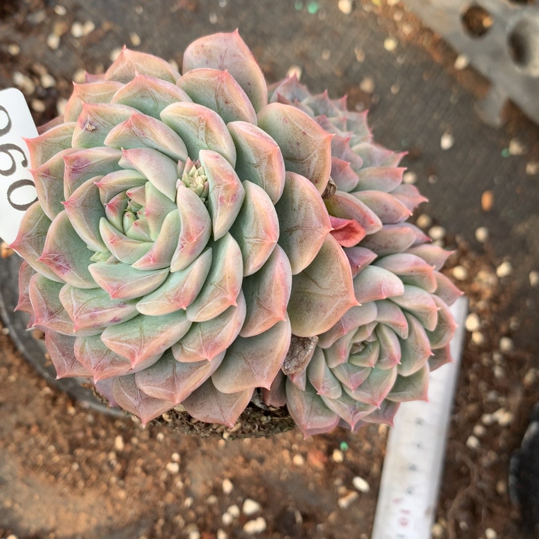 8096杂交多肉老桩