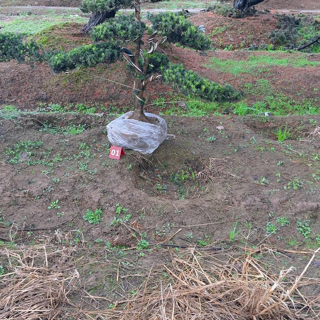 俊***械完全开放罗汉松基地直发