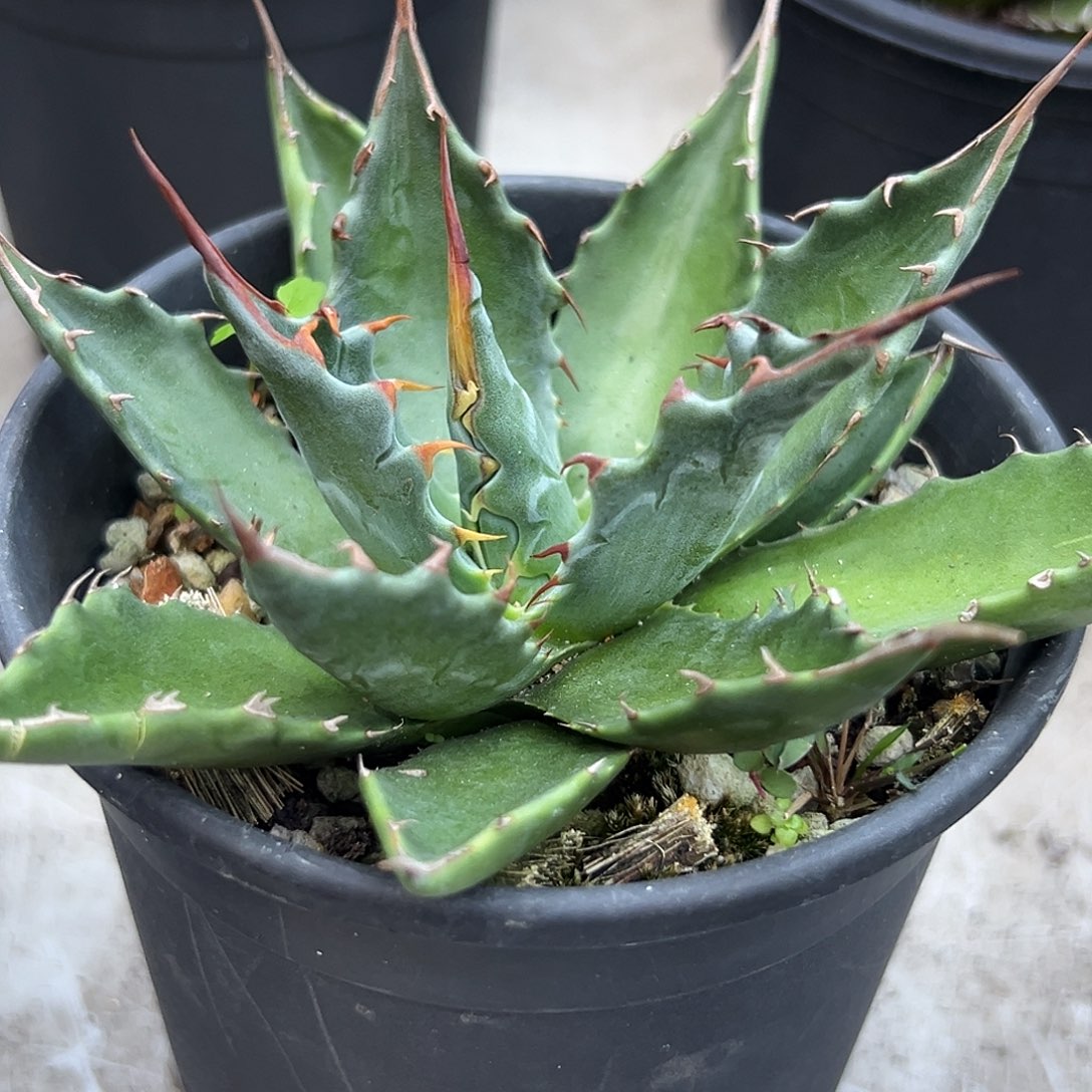 蒙塔娜一物一拍偏远不包邮不退不换