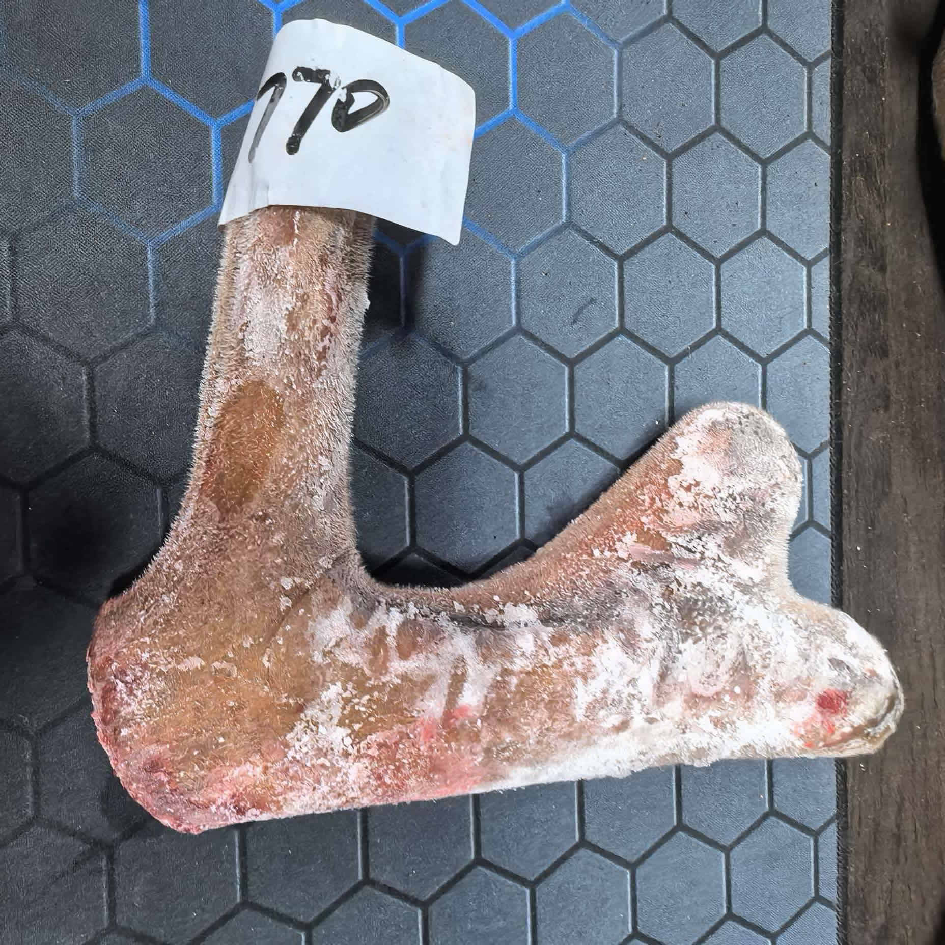 东北鹿乡头茬新鲜带血鹿茸可用于煲汤泡酒滋补佳品