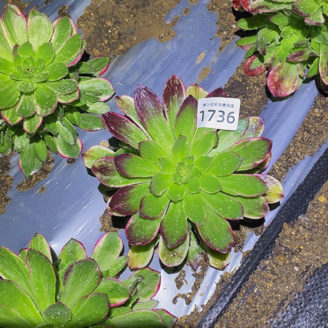 1736孔雀翎红多肉植物