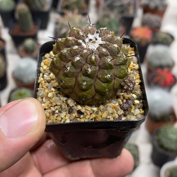 蜥蜴皮特价福利包邮