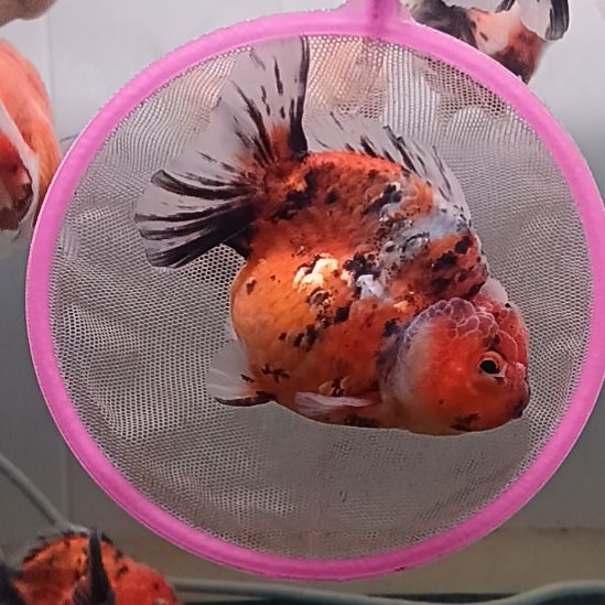 海水鱼精品泰狮观赏金鱼