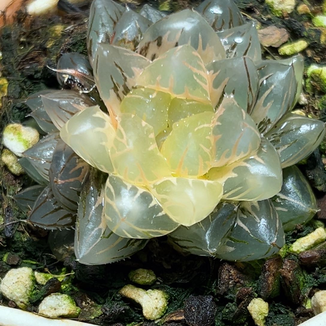 恭喜发财大吉大利692