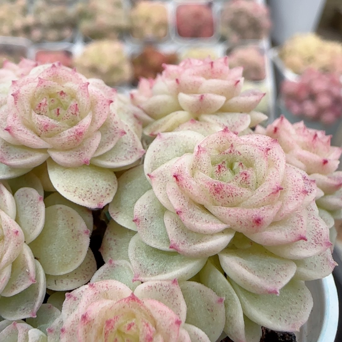 原****啊【闪购商品】0126-6（fm-28）