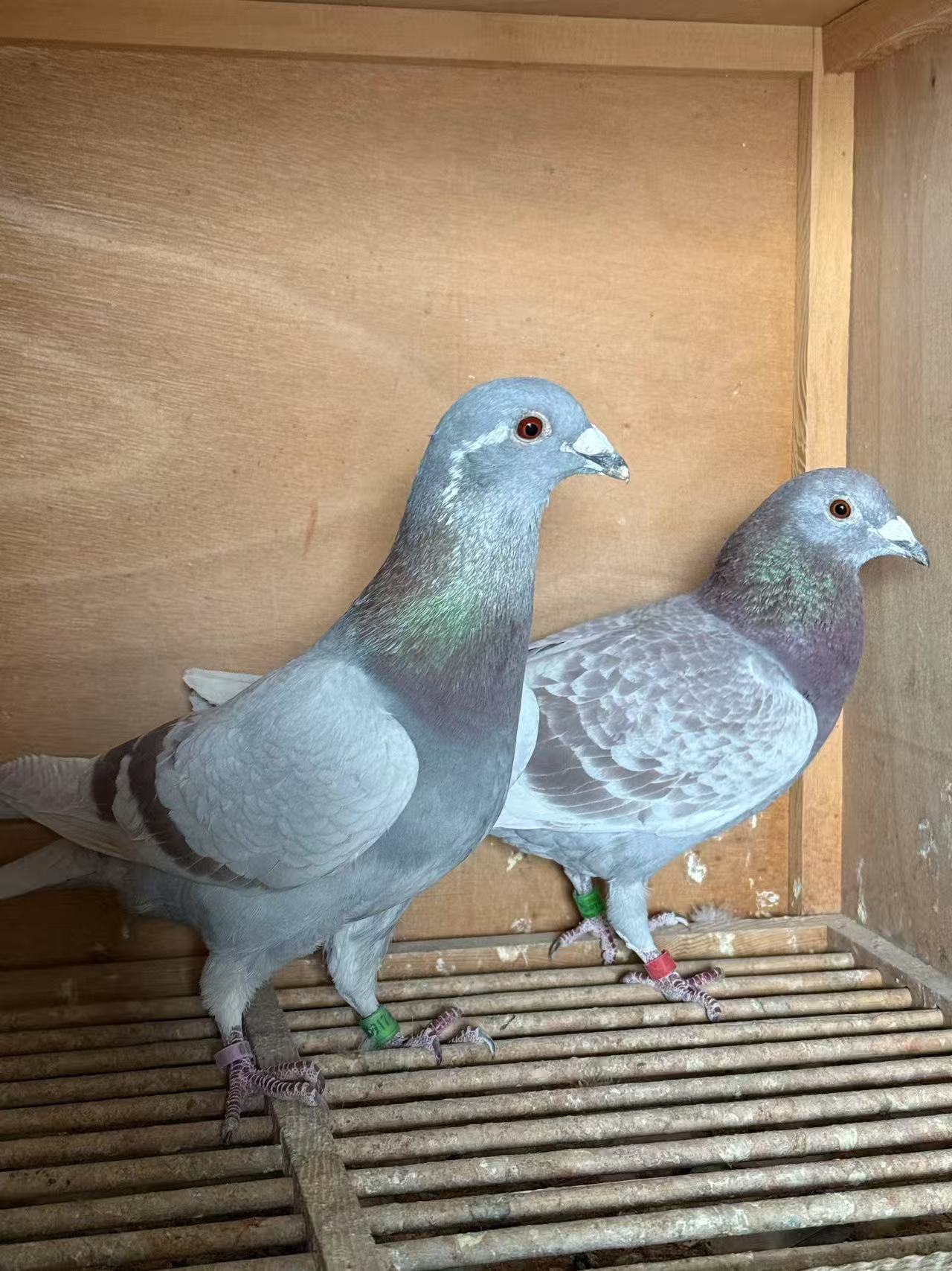 包邮  红降  麒麟花  灰花  纯白