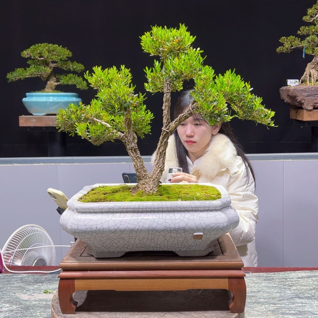 四季常青老桩黄杨盆景